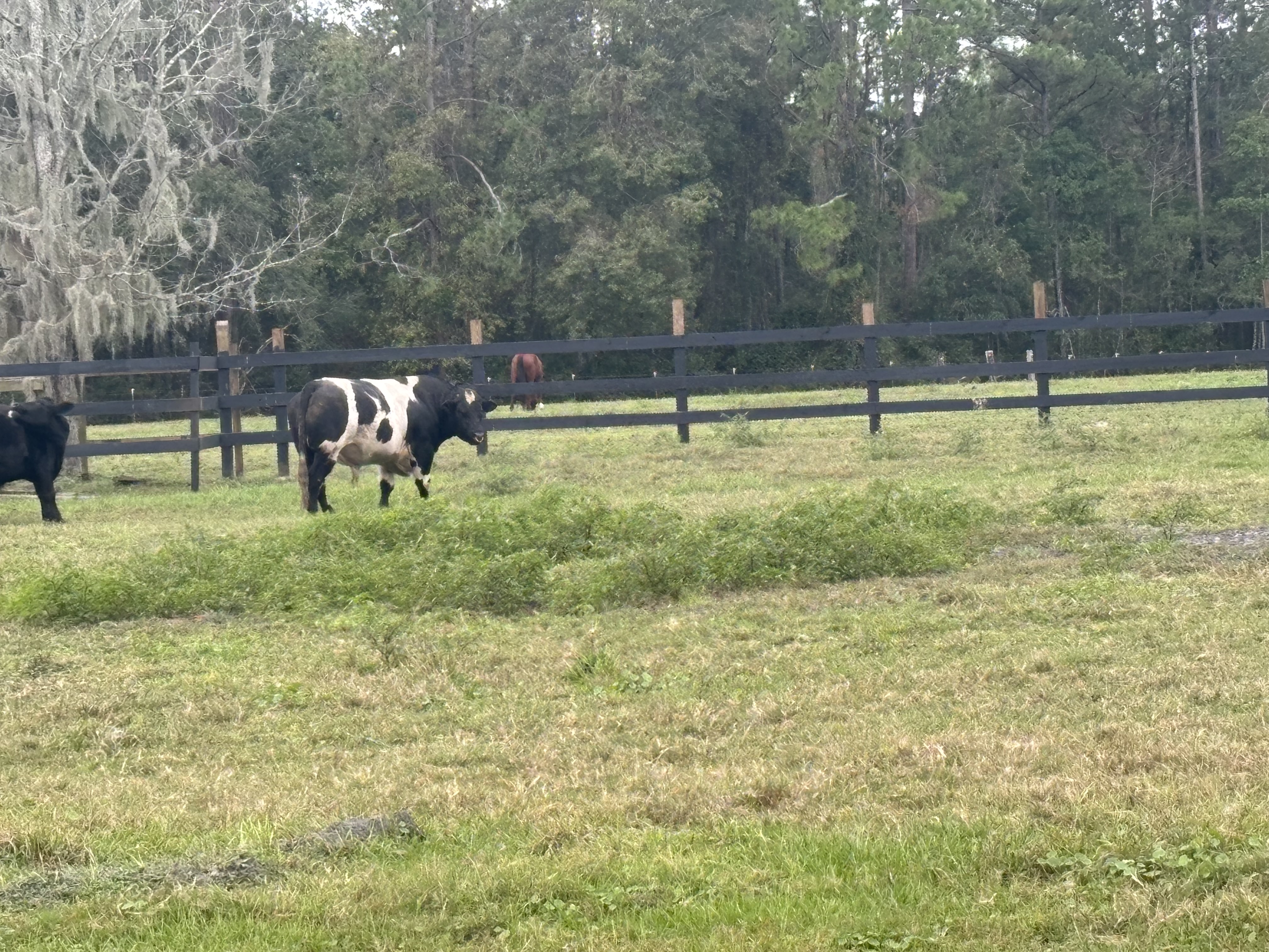 Registered Belgian Blue Bull