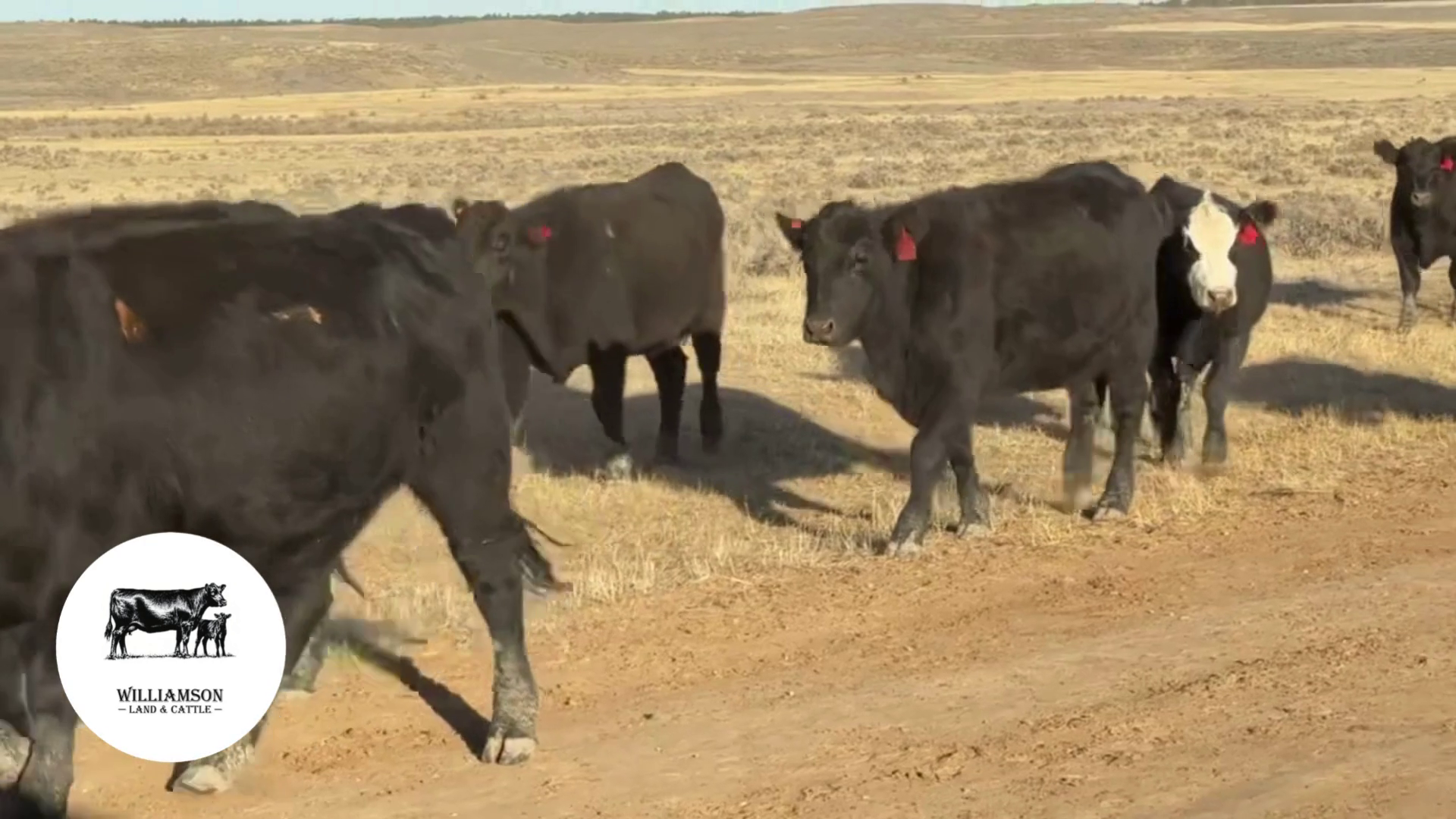 BH1120B-220 Bred Heifers