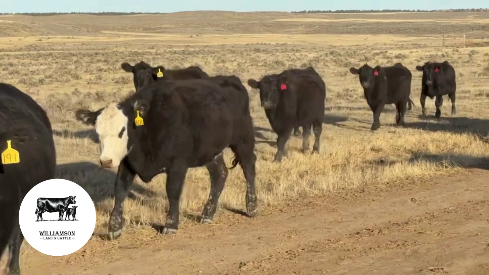 BH1120B-220 Bred Heifers