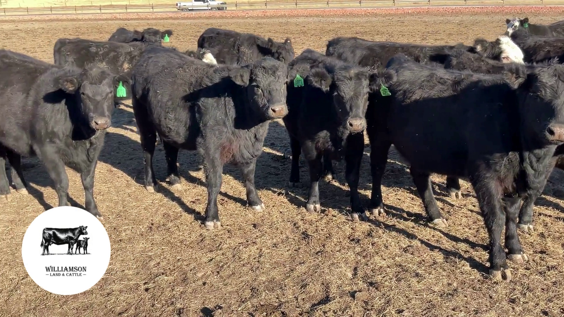 BH1121D-65 Bred Heifers