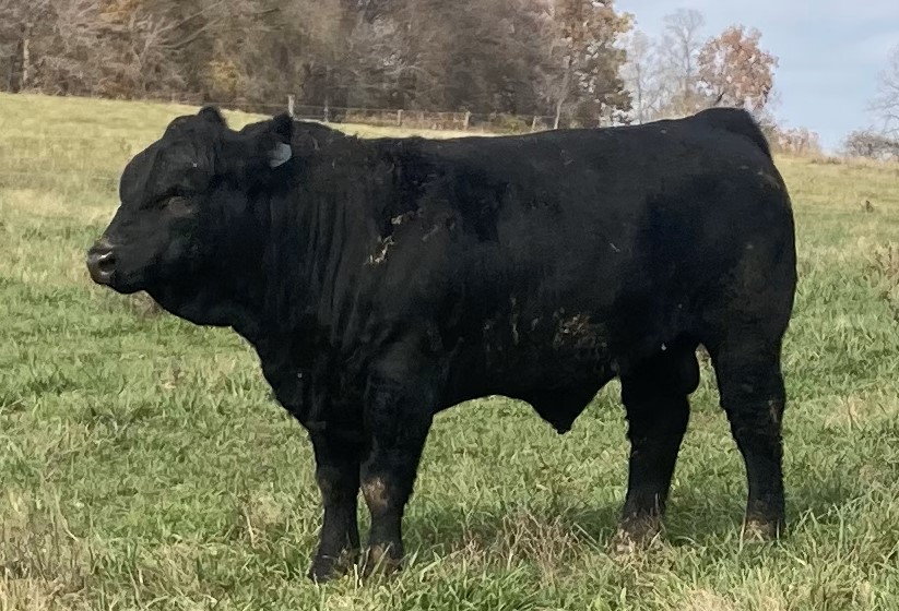 Fall 2024 Yearling Simmental Bulls Ready to Work