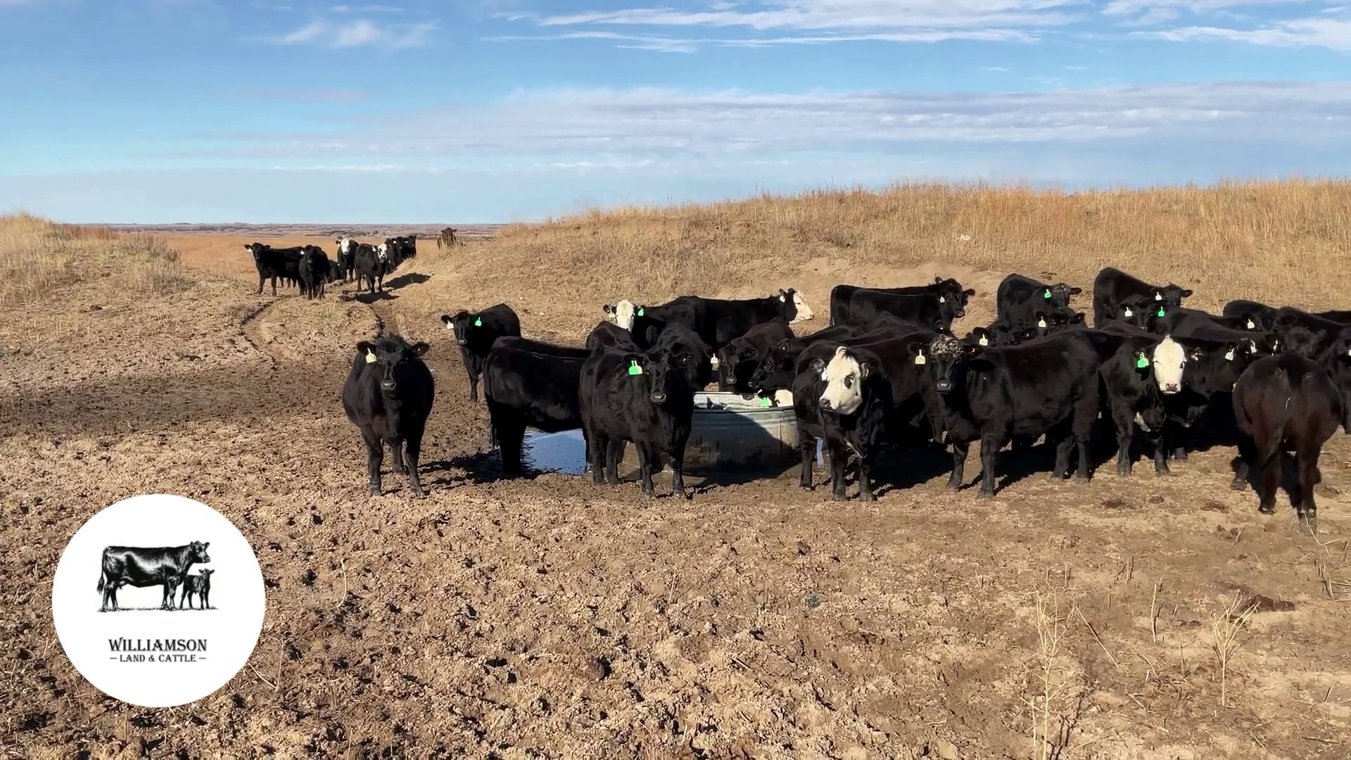 BH1126F-183 Bred Heifers