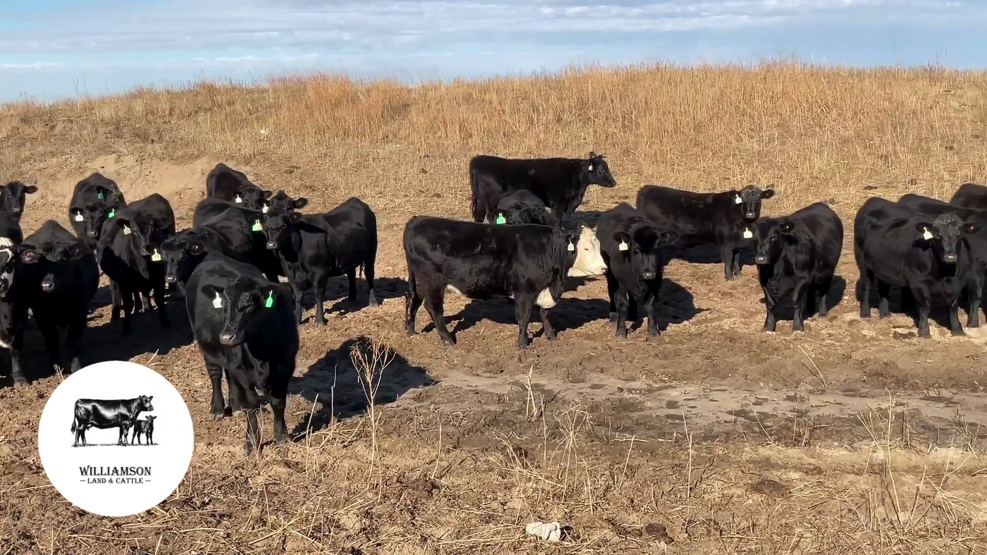 BH1126F-183 Bred Heifers