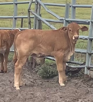 Bred heifers, Cows & Pairs for sale