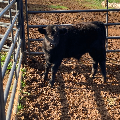 F1 Wagyu Bull Calf