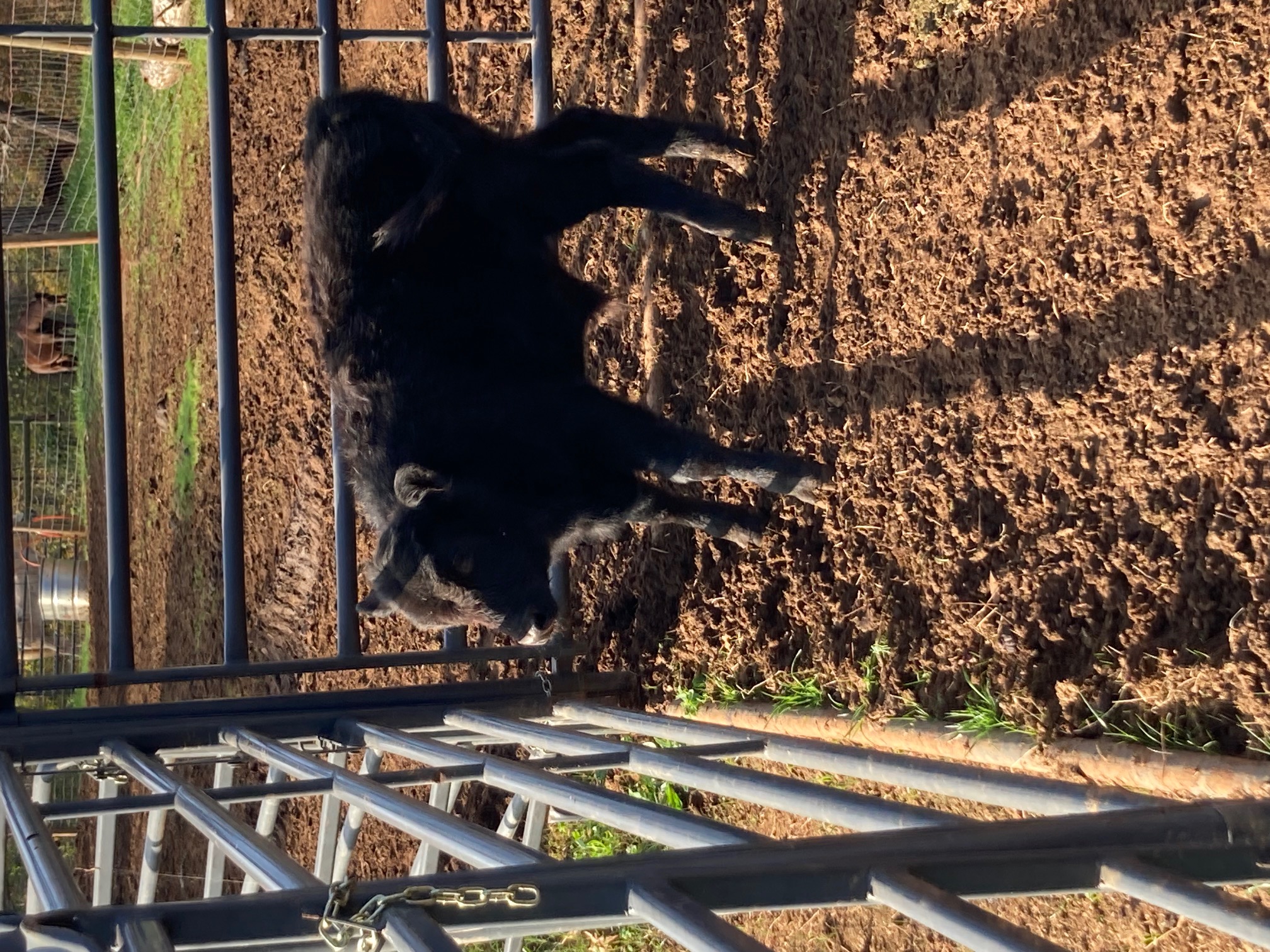 F1 Wagyu Bull Calf