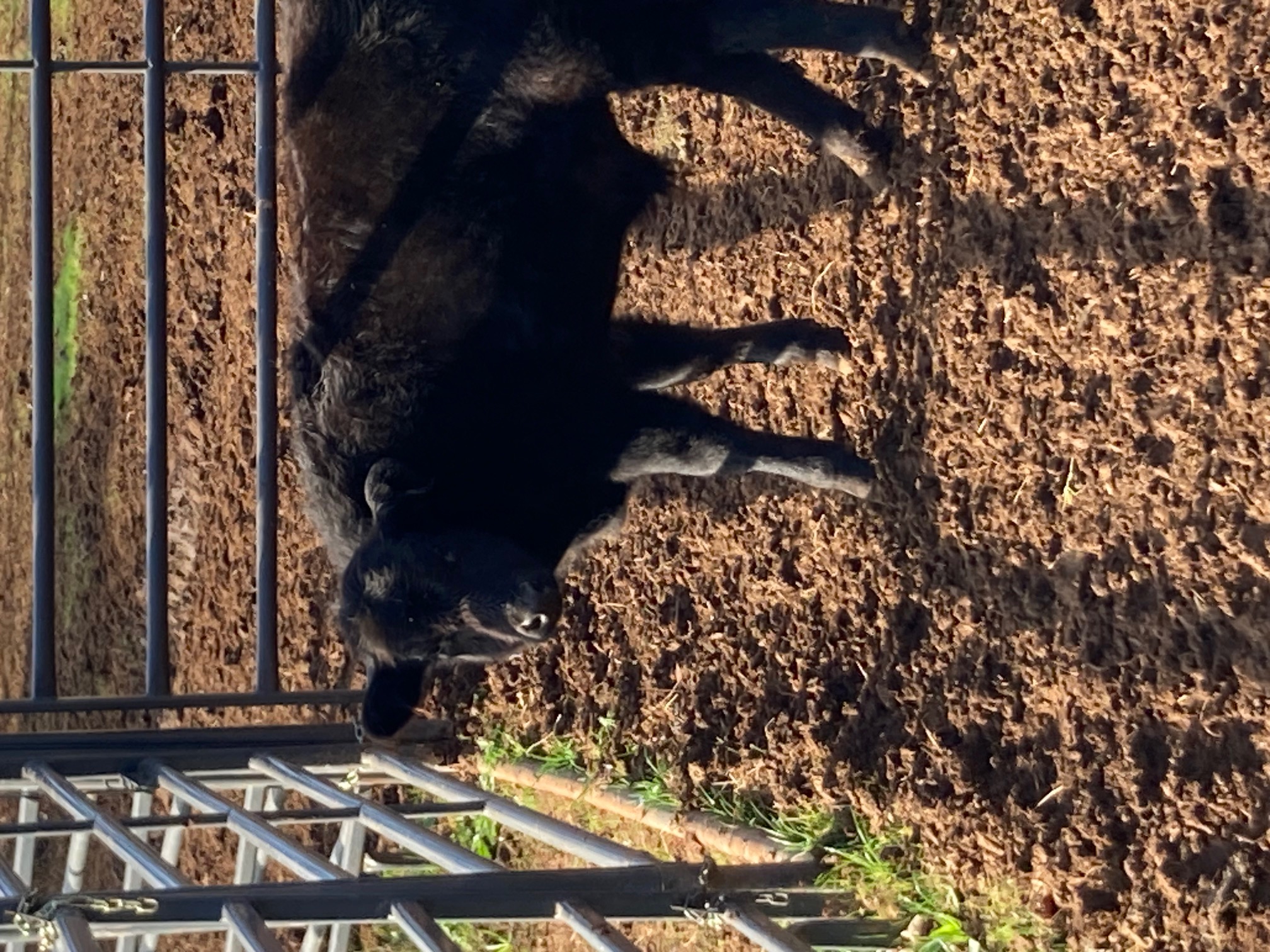 F1 Wagyu Bull Calf