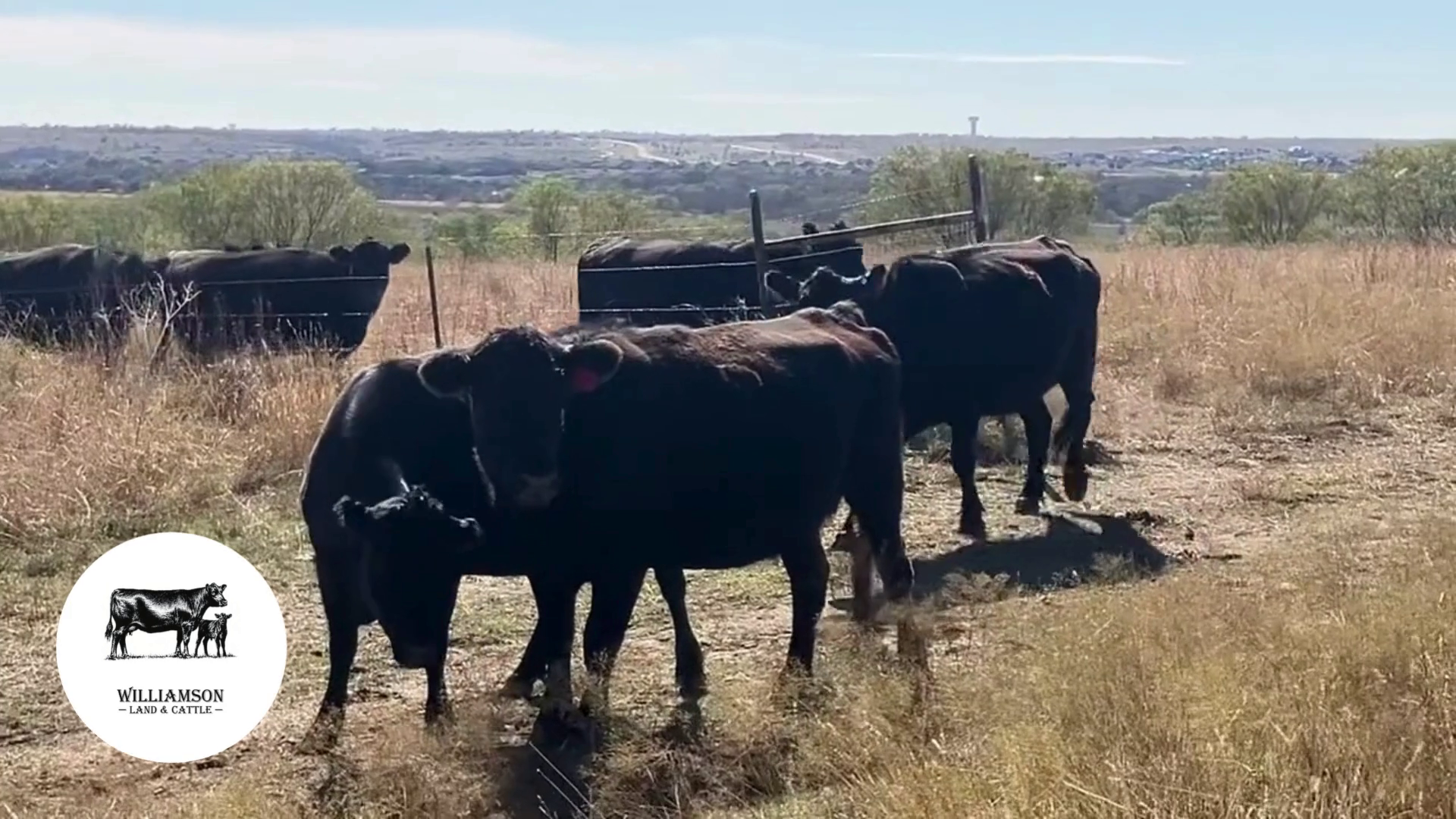 BC1203B-145 Bred Cows