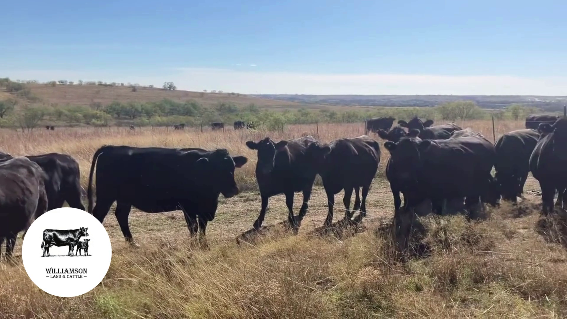 BC1203B-145 Bred Cows