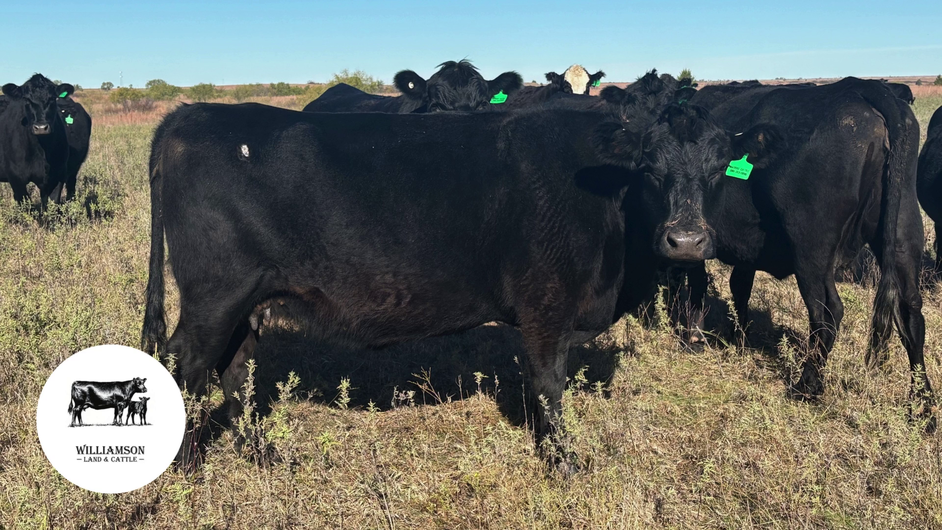 BC1203C-145 Bred Cows