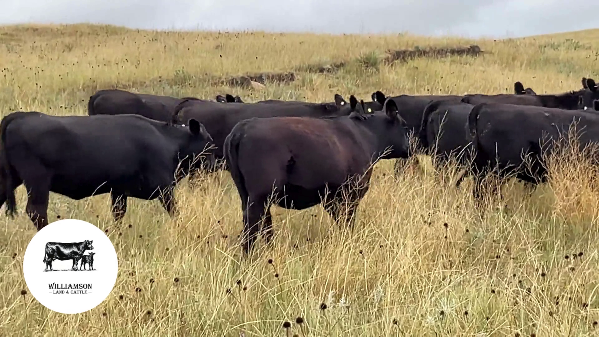 BH1204B-68 Bred Heifers