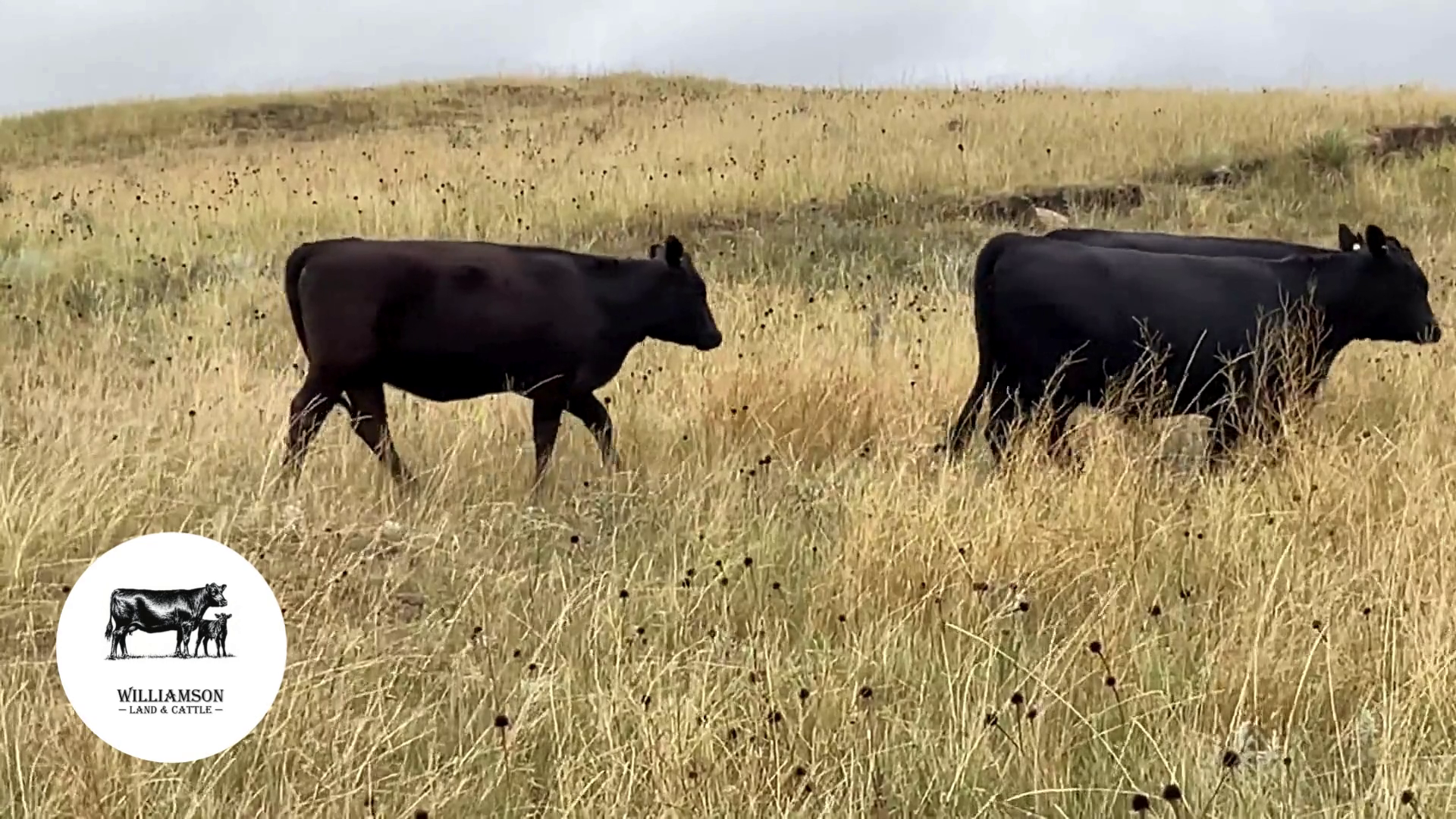 BH1204B-68 Bred Heifers