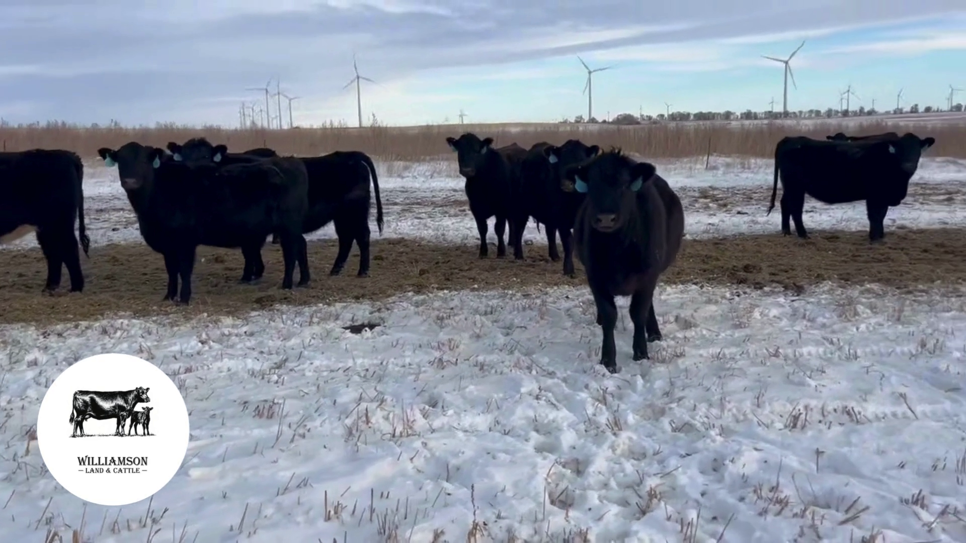 BH1205B-142 Bred Heifers