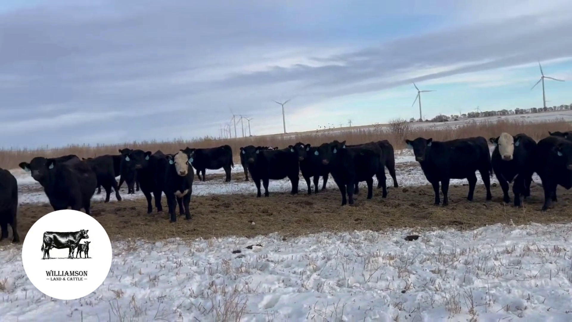 BH1205B-142 Bred Heifers