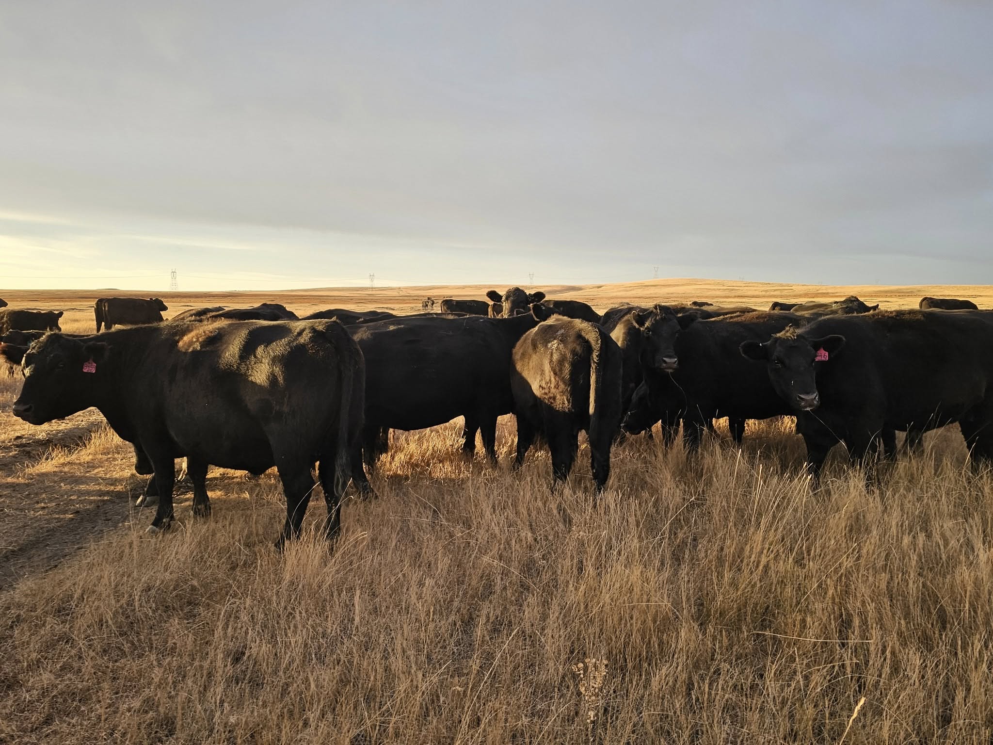 dgf Black/Red Angus cattle for sale