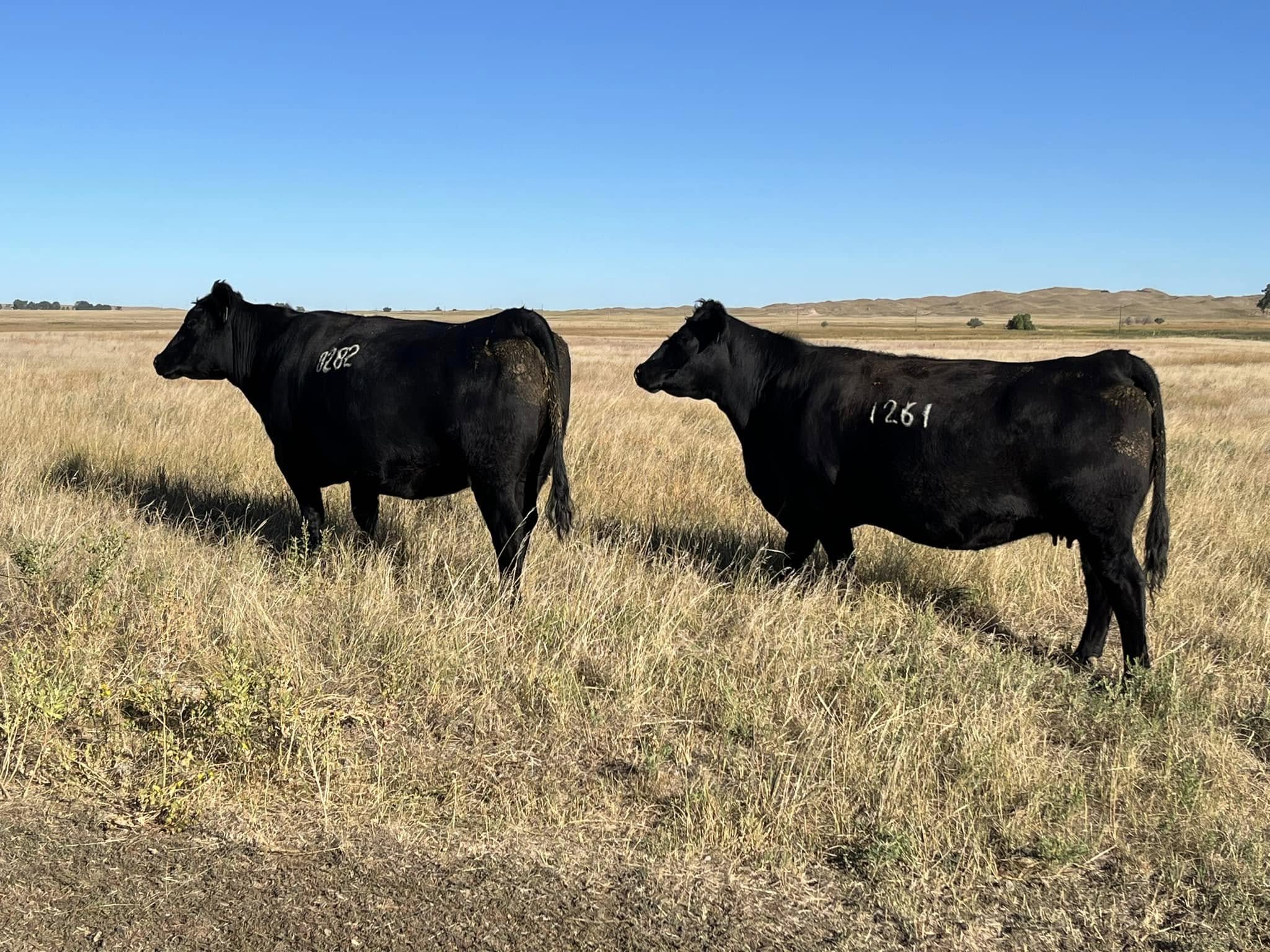 bvg Beef cattle for sale