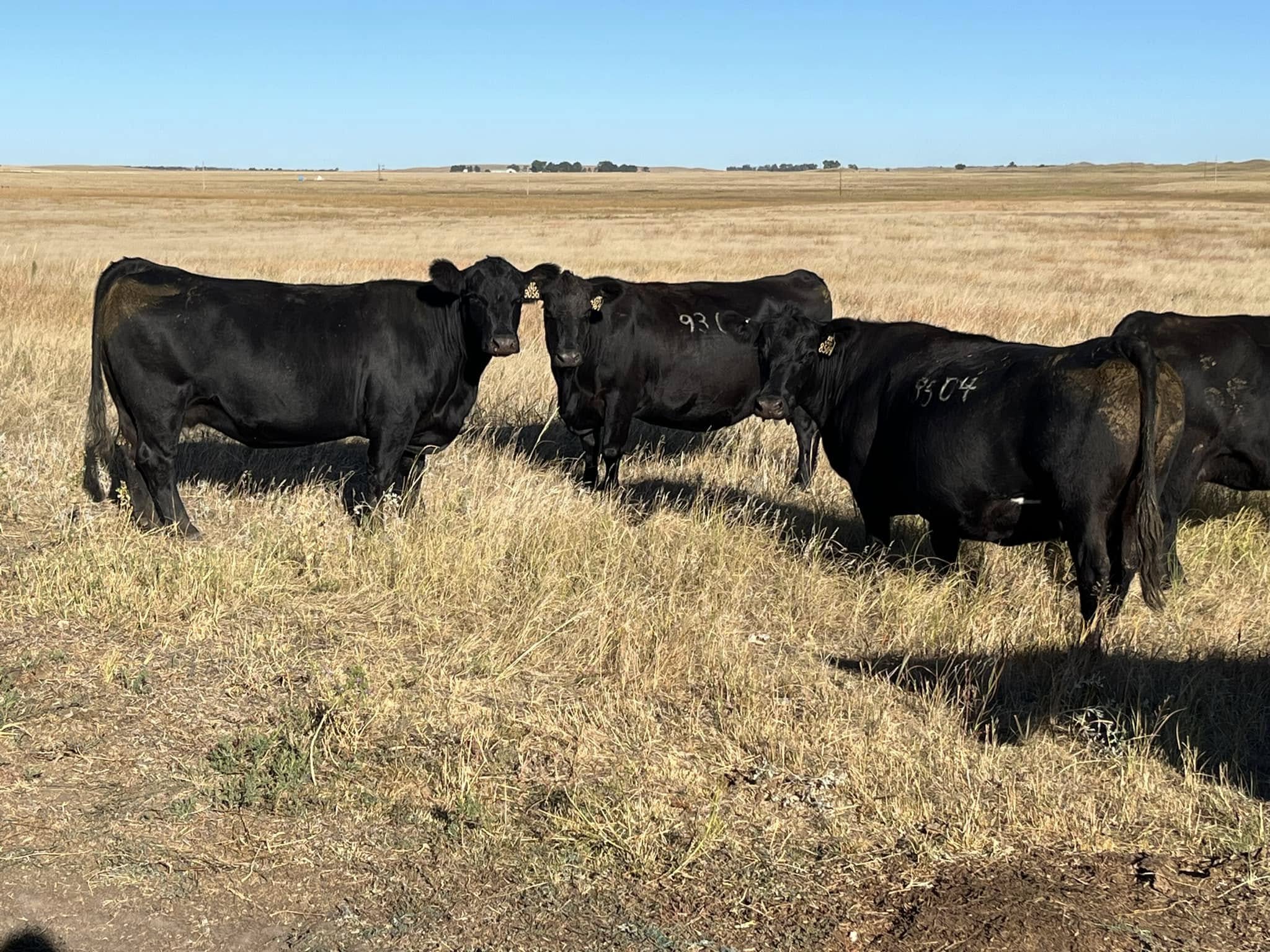 Pedigree Angus cattle for sale