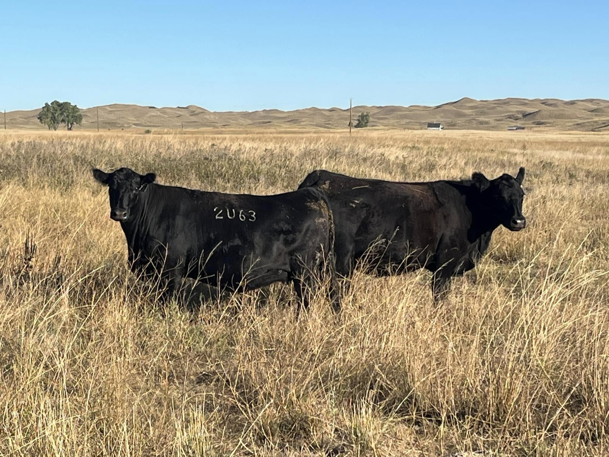 Angus bred & Open Heifers, Cow/calf Pairs, and bulls