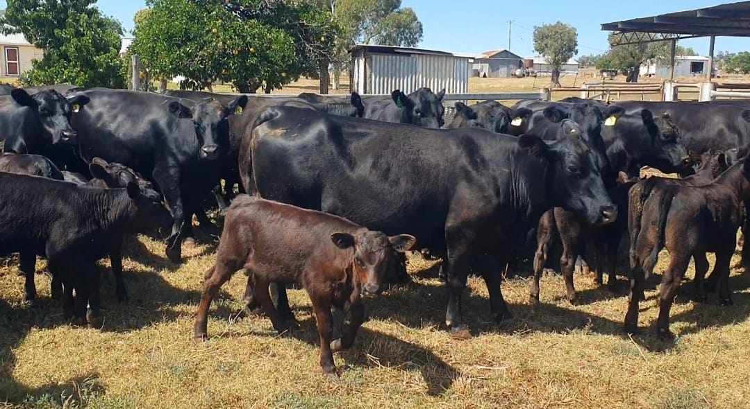 Angus cattle for sale