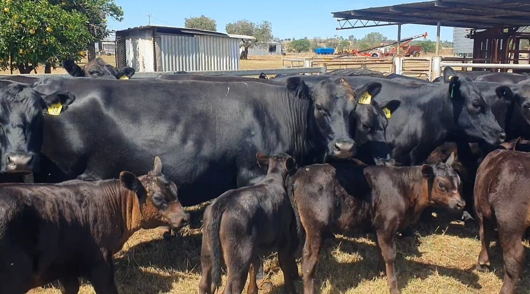 Purebred Angus Bred Heifers,open heifers and steers.