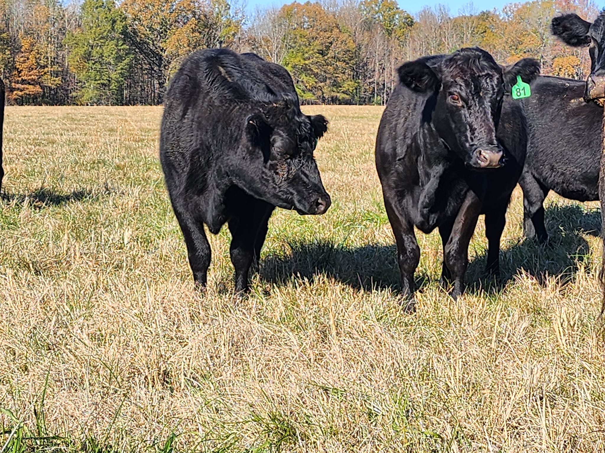 Purebred Black and Red Angus- Bred Heifers, open heifers and steers.