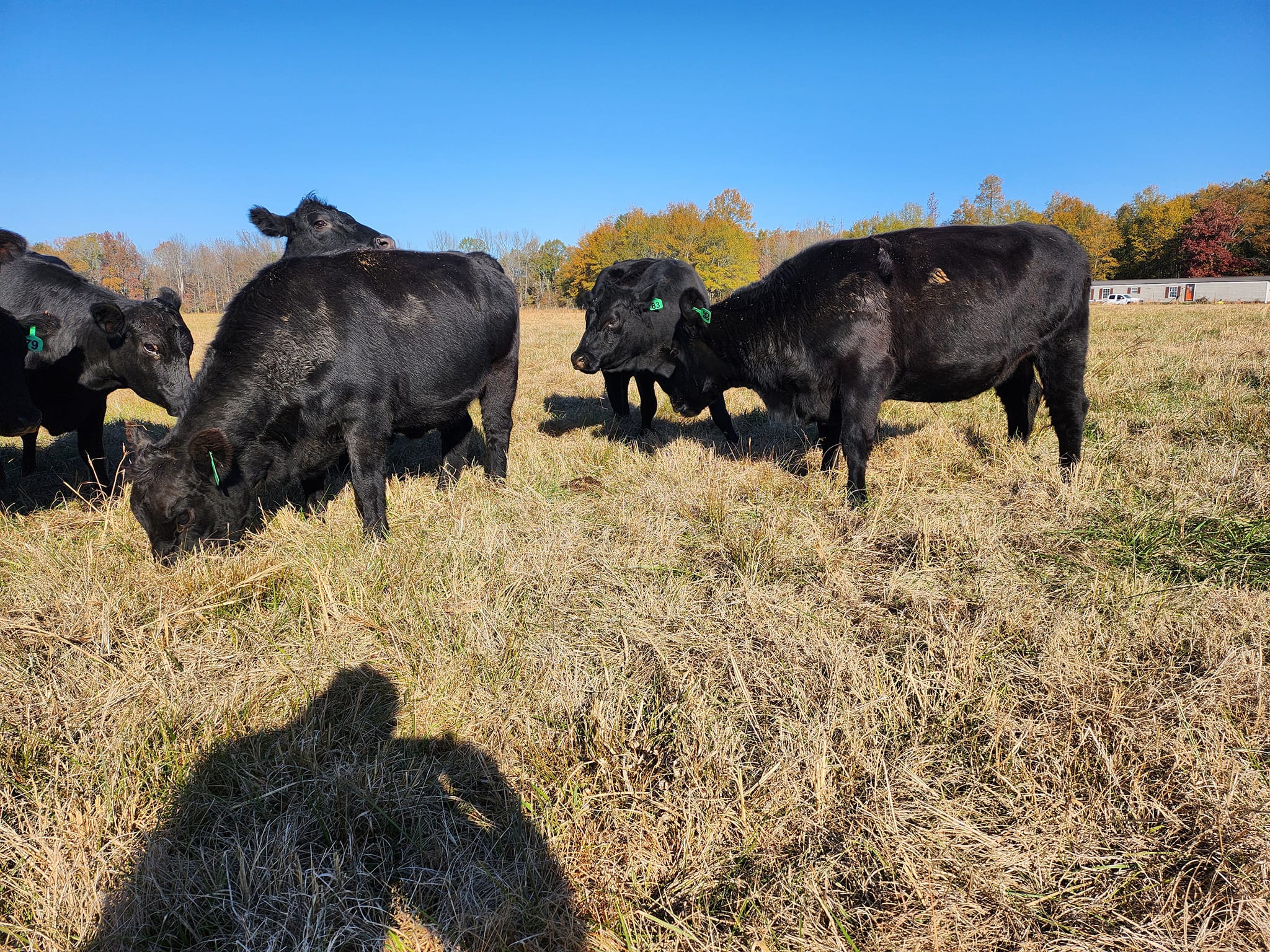 Black and Red Angus open/Bred Heifers,Bulls & calves for sale