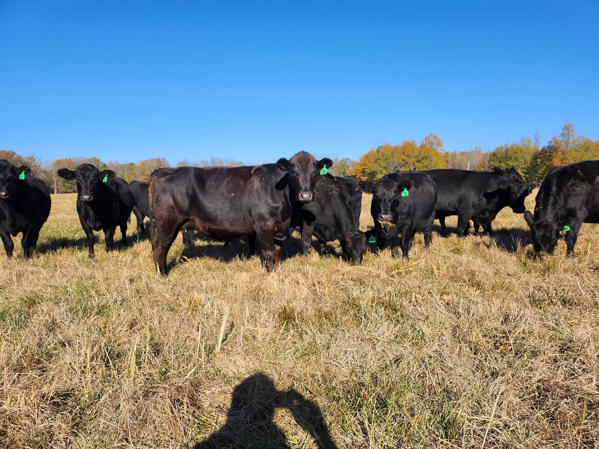 Black Angus Heifer/Bull calves for sale