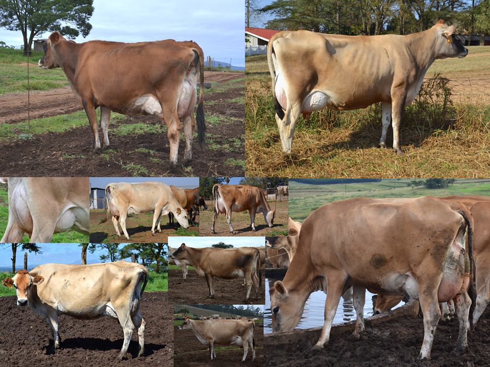 Replacement Jersey heifers, bred heifers and milking cows A2A2 Tested