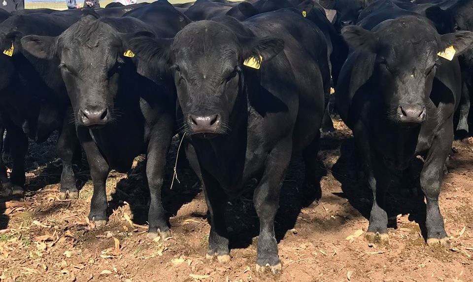 Black Angus feeders for sale