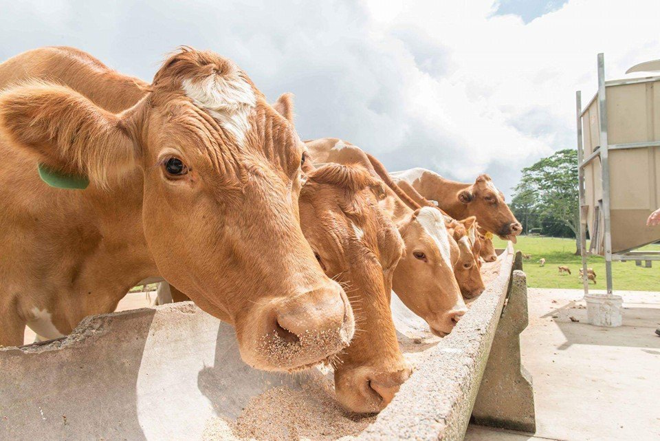 Guernsey Calves, Heifers And Springers: A2 Milk Yield