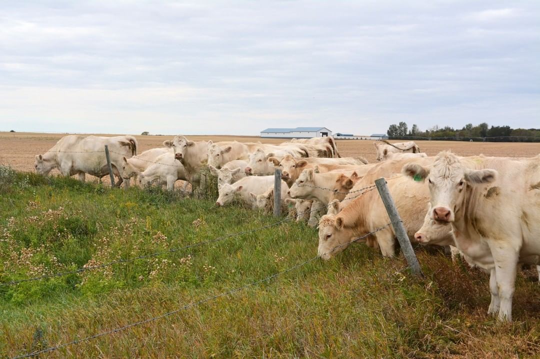 Charolais open/Bred Heifers, Bulls & calves for sale