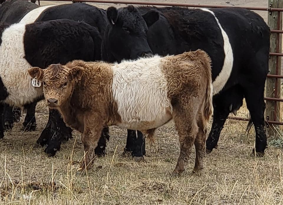 Belted Galloway cattle for sale