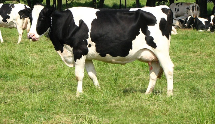 Holstein Friesian, fresh cows, bred, replacement  heifers and calves