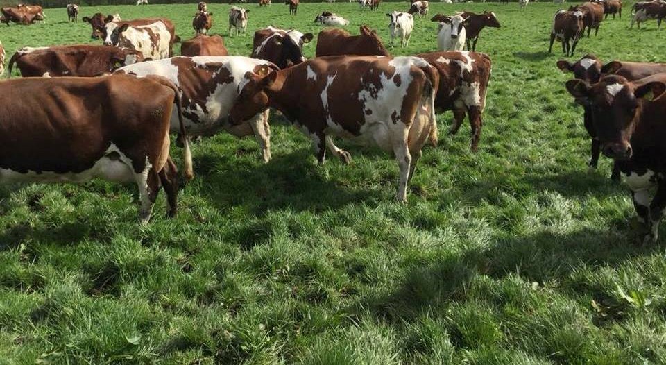 Ayrshire Bred Heifers and fresh cows for sale