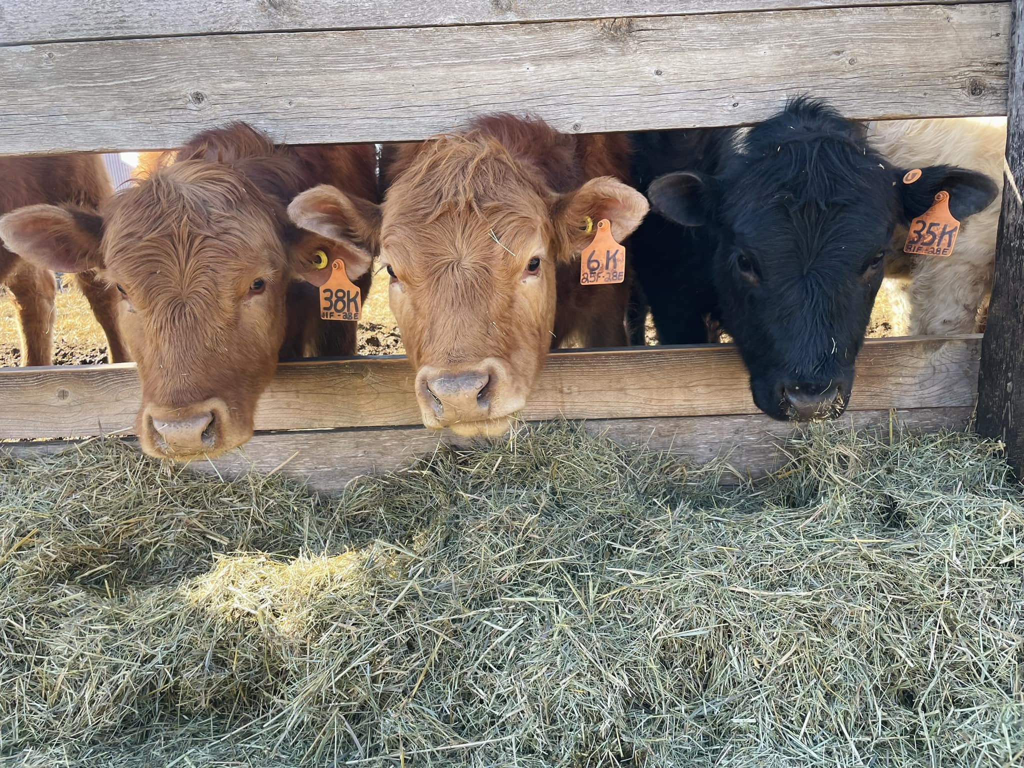 Gelbvieh - Bred Heifers, open heifers ,bulls and steers.