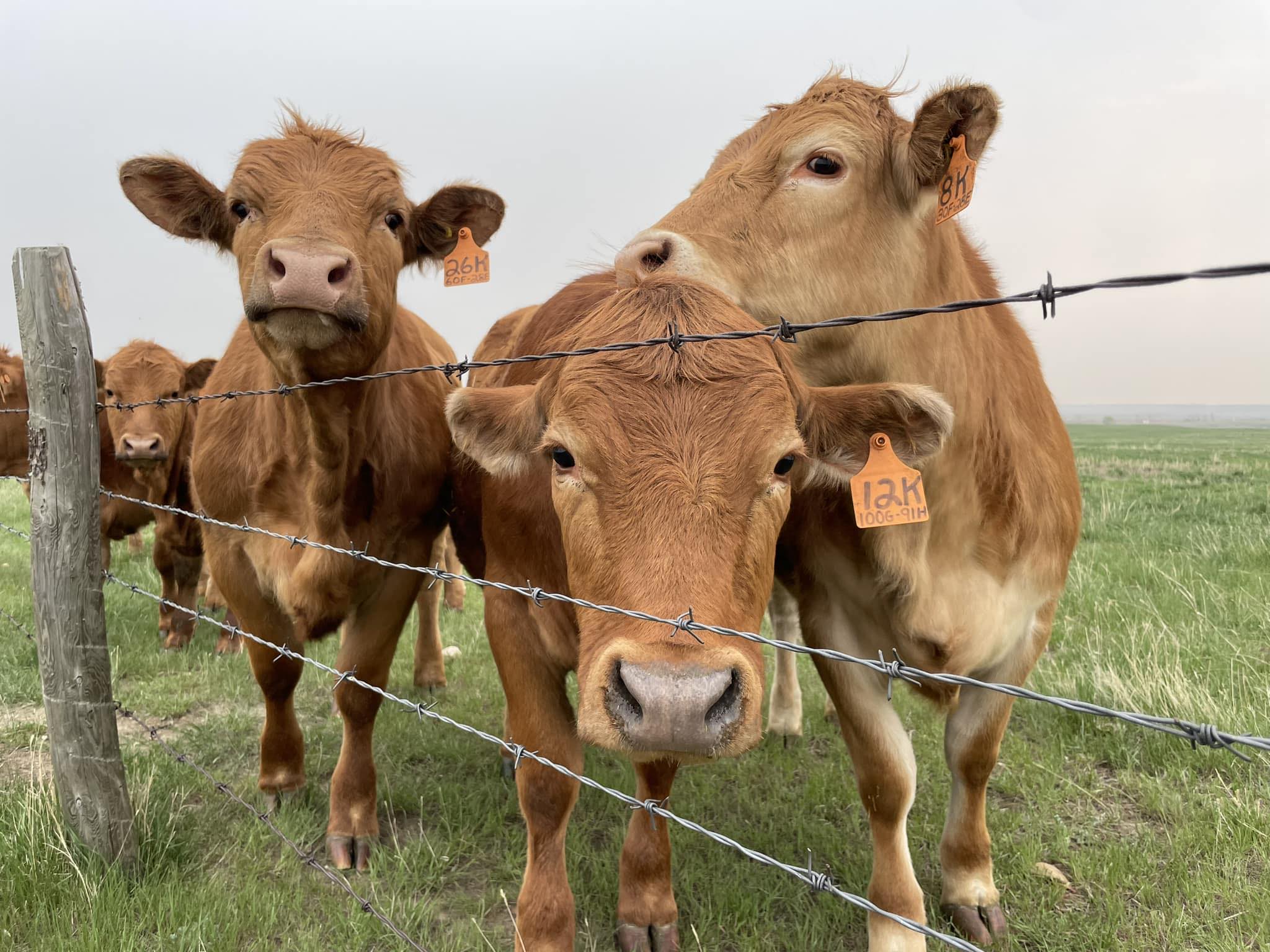 Gelbvieh - Bred Heifers, open heifers ,bulls and steers.