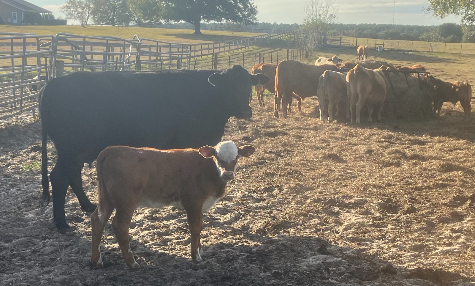 Bred heifers, Cows & Pairs for sale