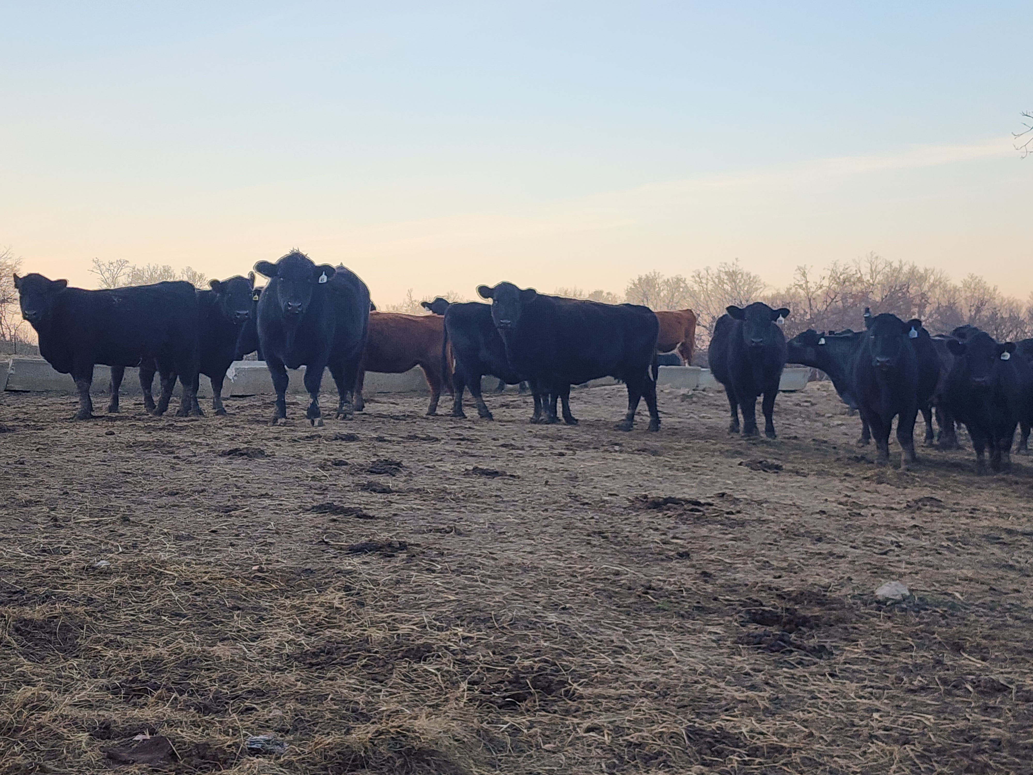 160 spring calving cows