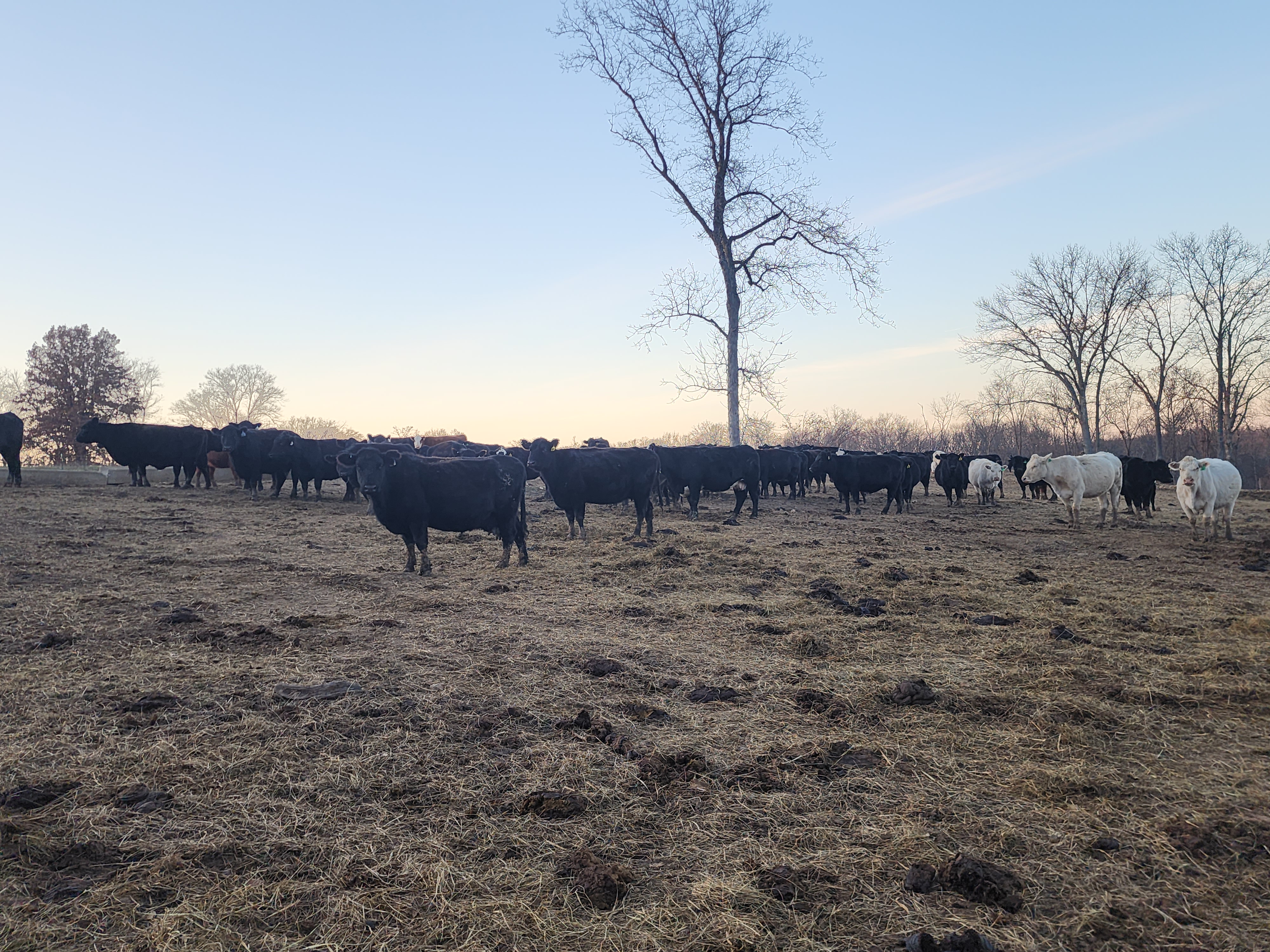 160 spring calving cows