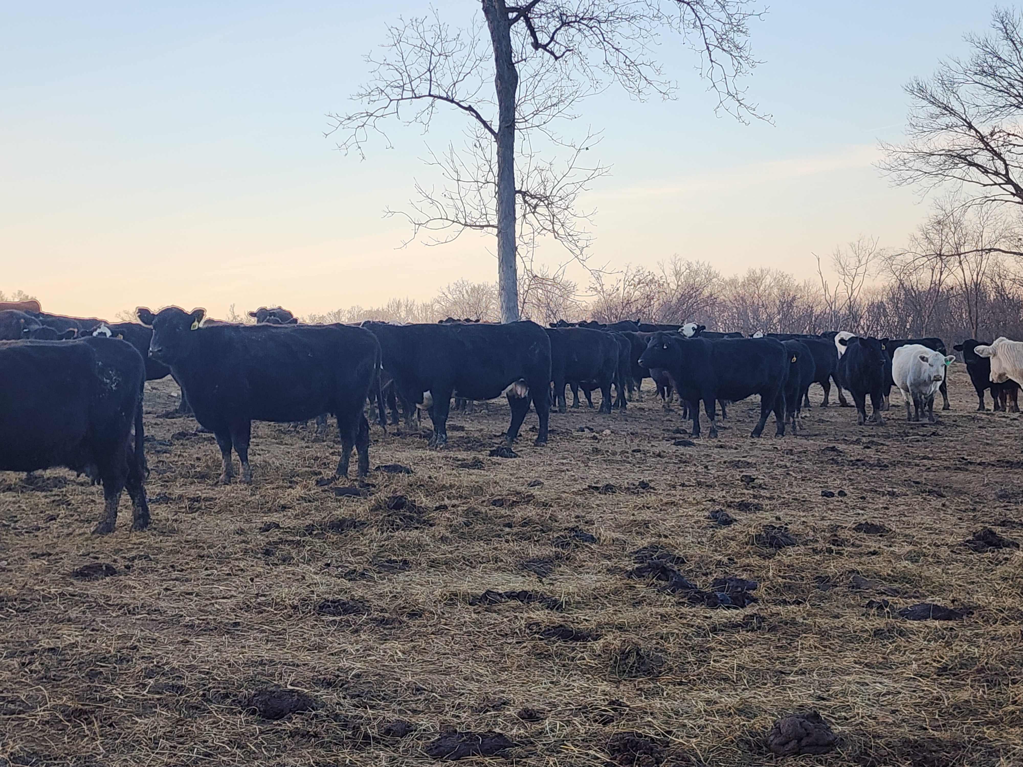 160 spring calving cows