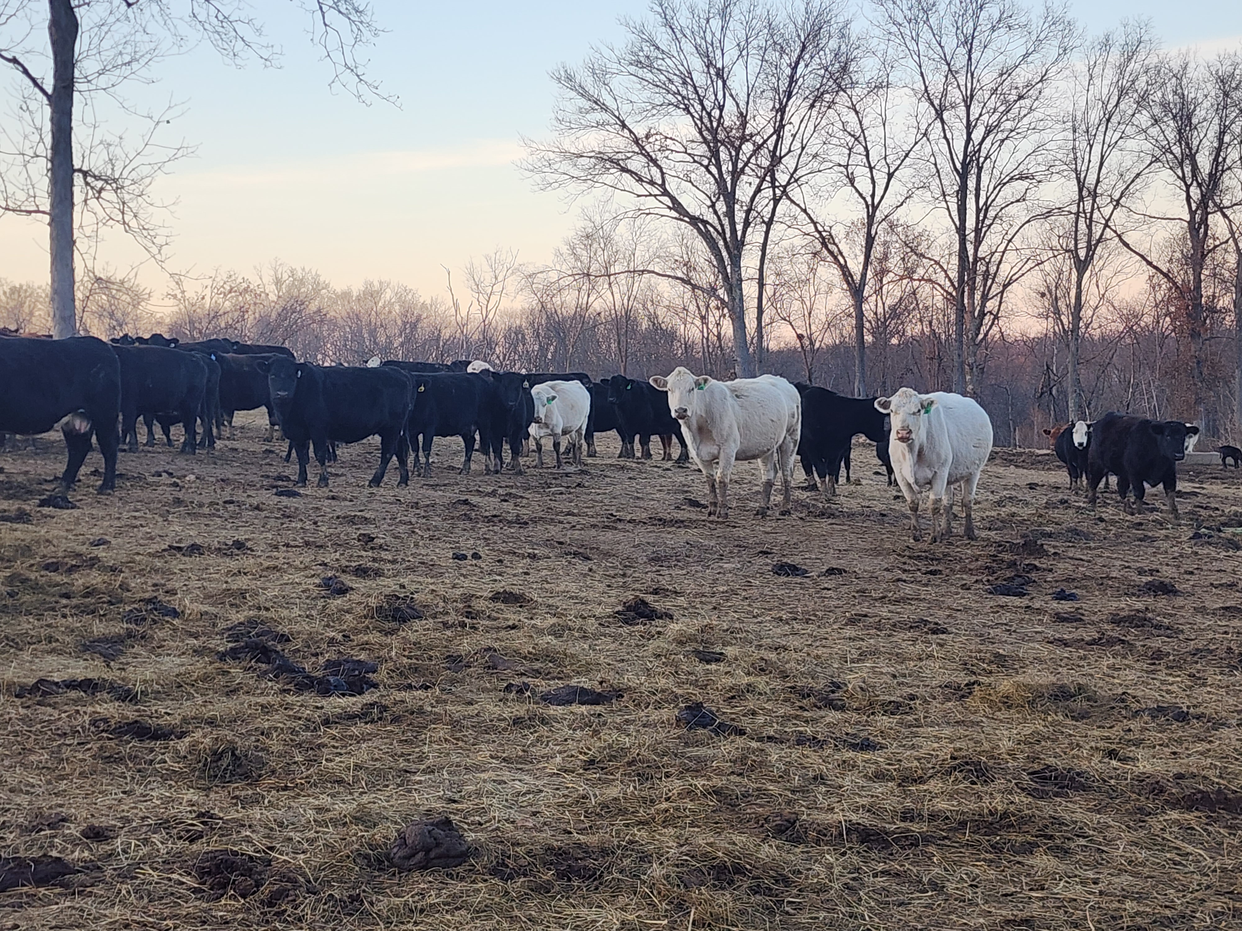 160 spring calving cows