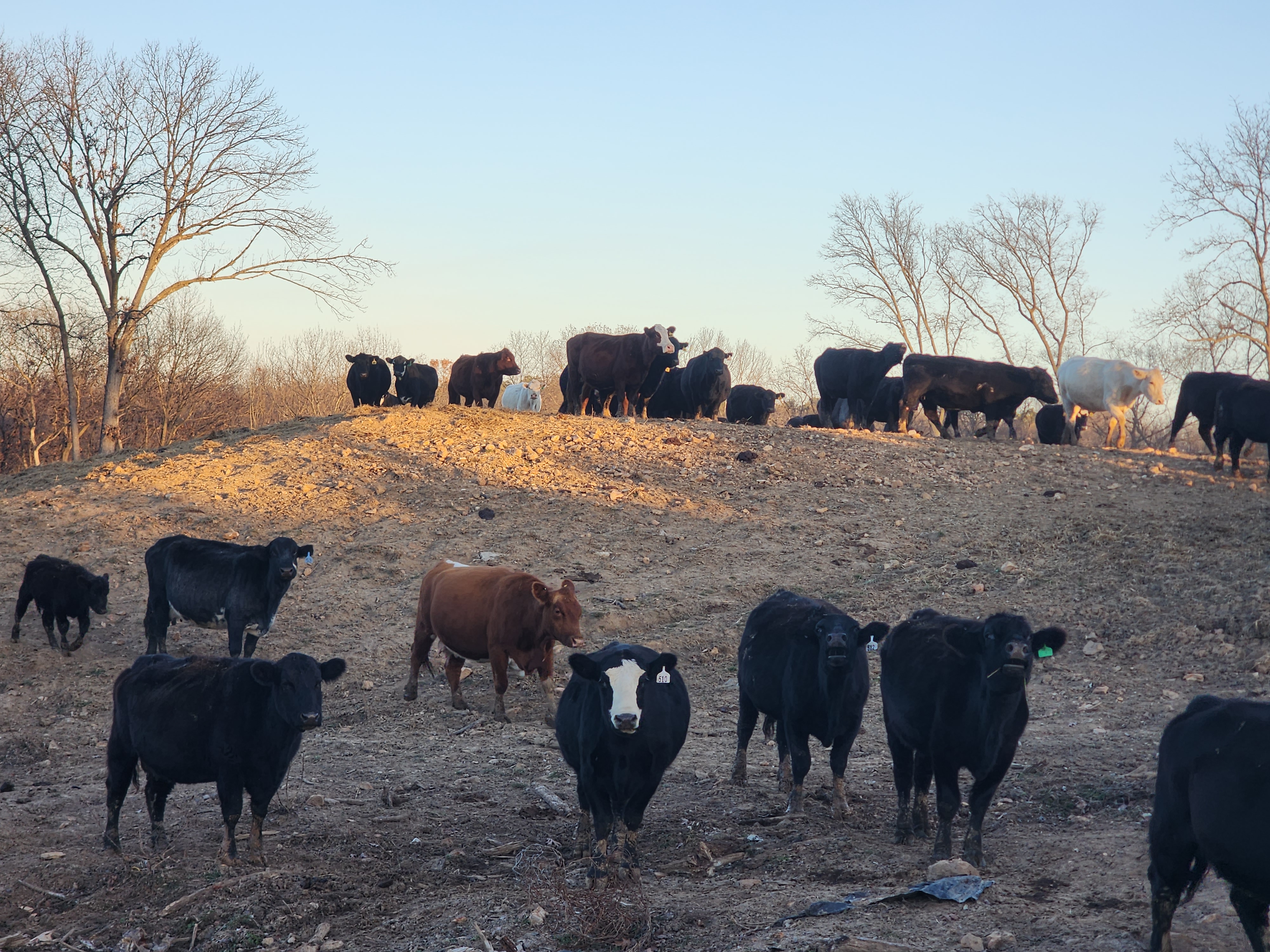 160 spring calving cows