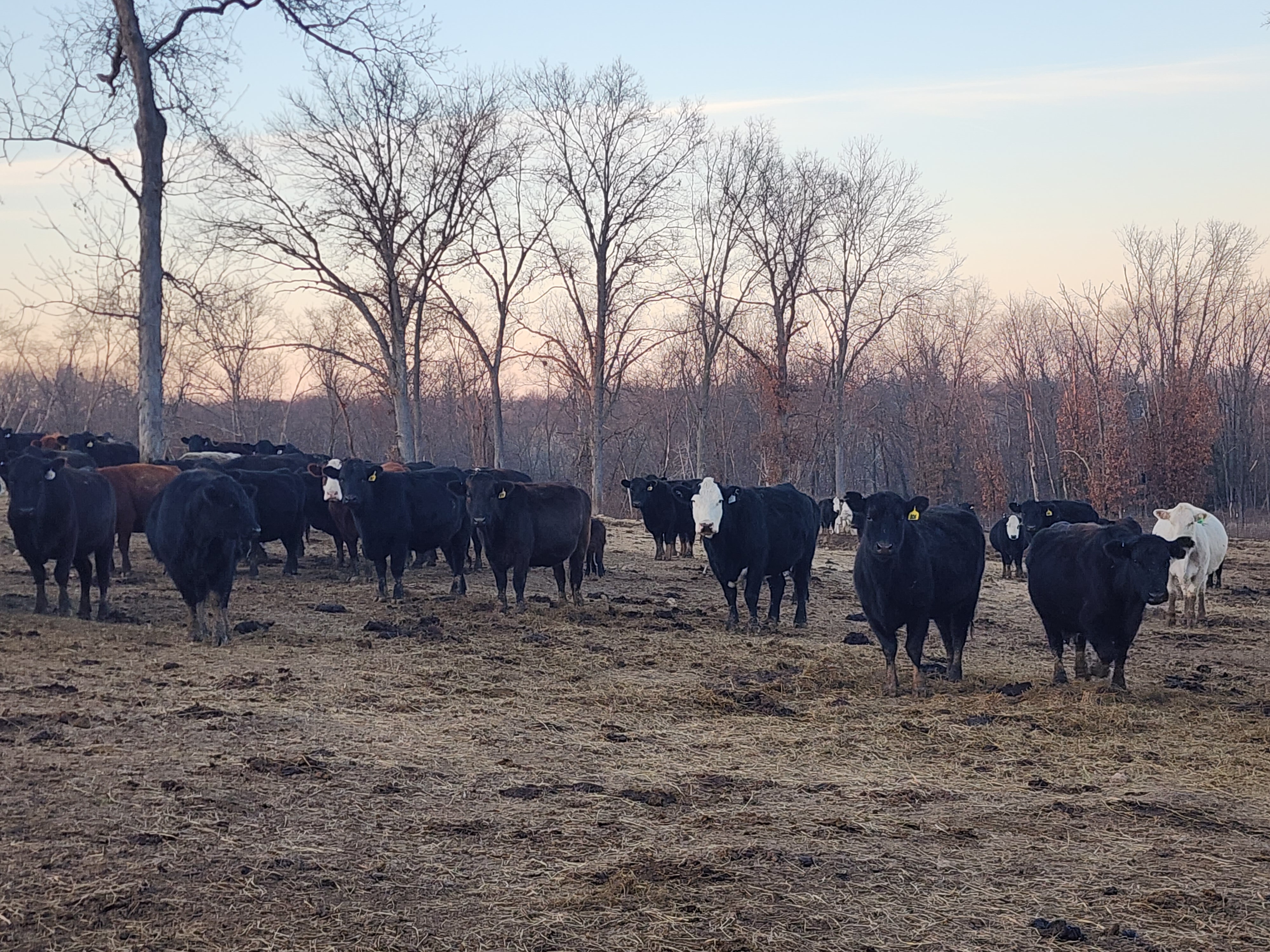 160 spring calving cows