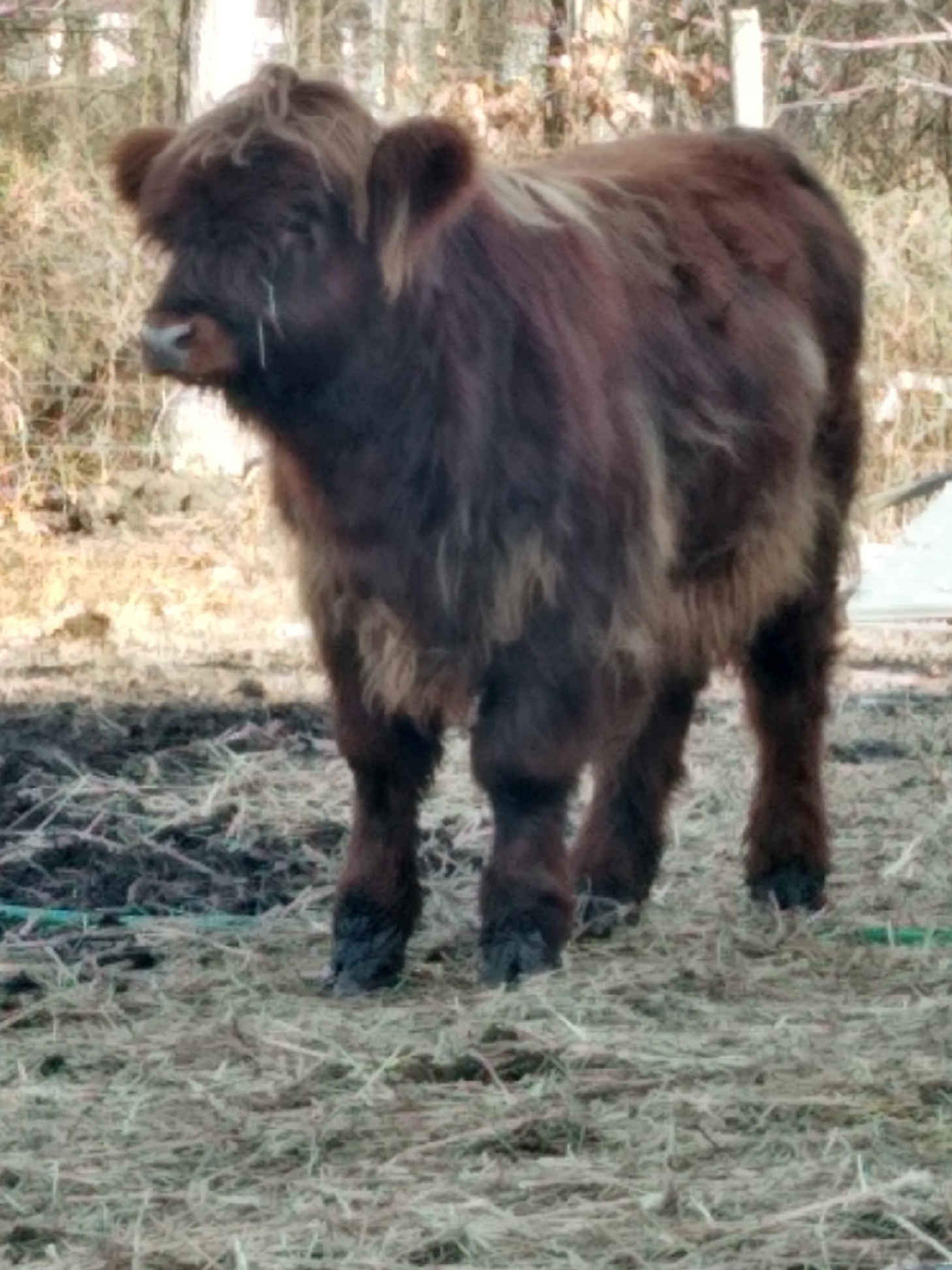 Highland bull calf