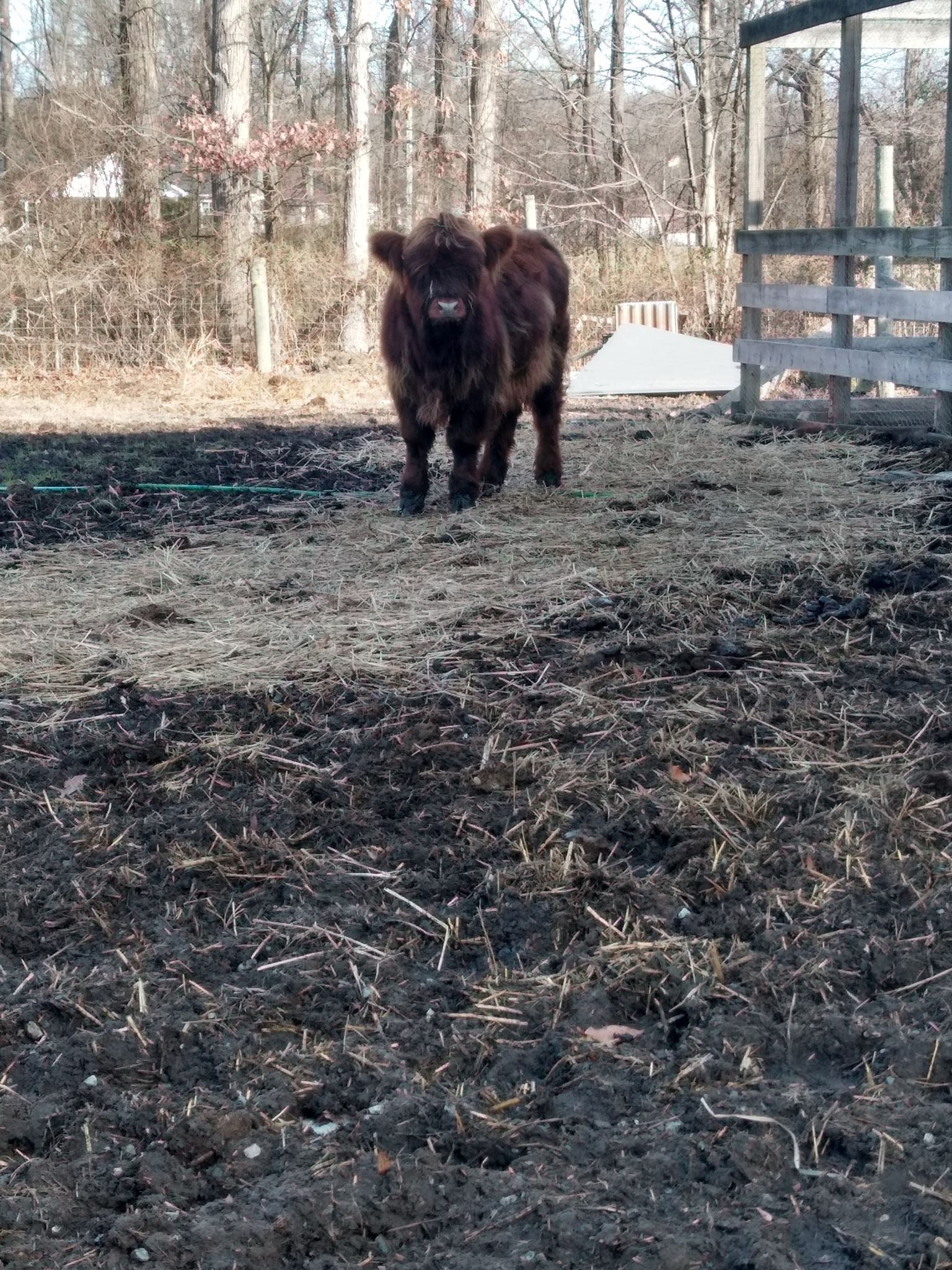 Highland bull calf