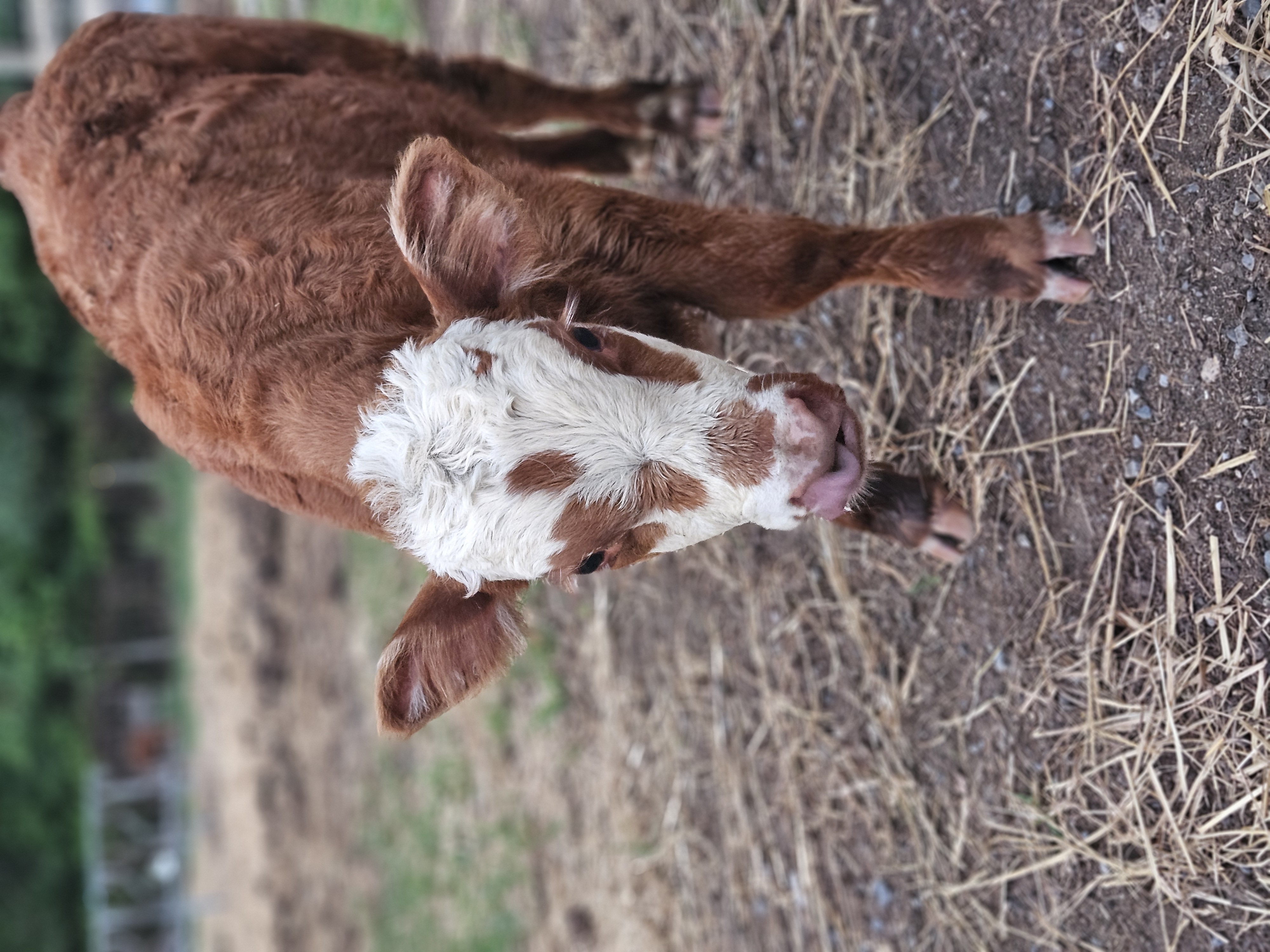 Highland/hereford bull calf