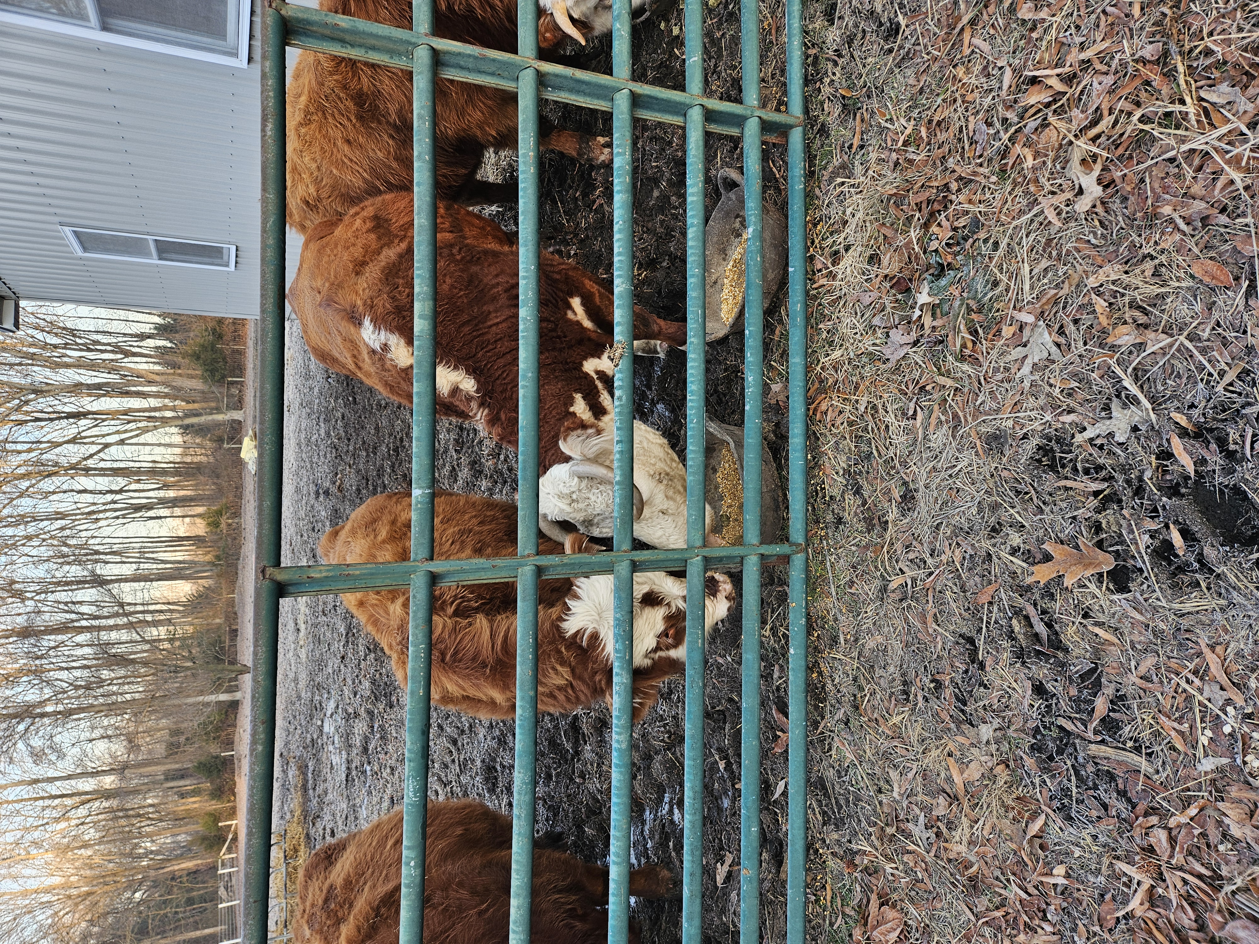 Highland/hereford bull calf