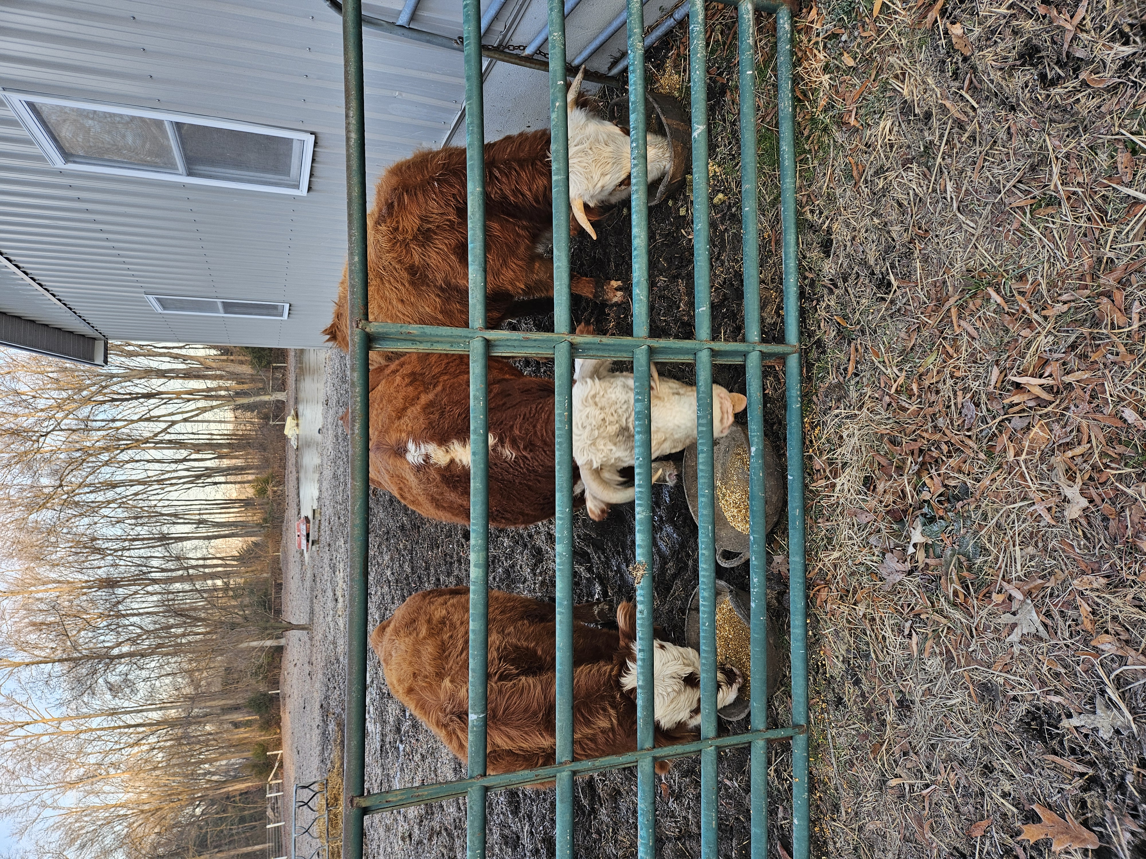 Highland Hereford cross heifer