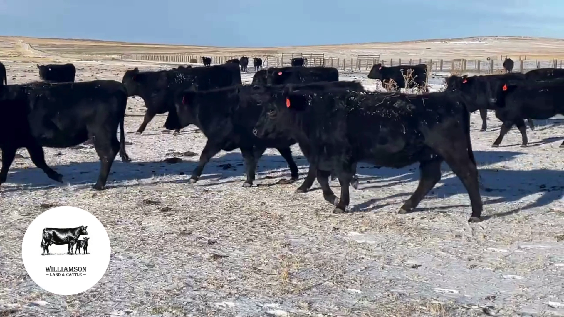 BH1226A-50 hd 2 yr old Black Angus/Black Baldy Bred Heifers-Wyoming