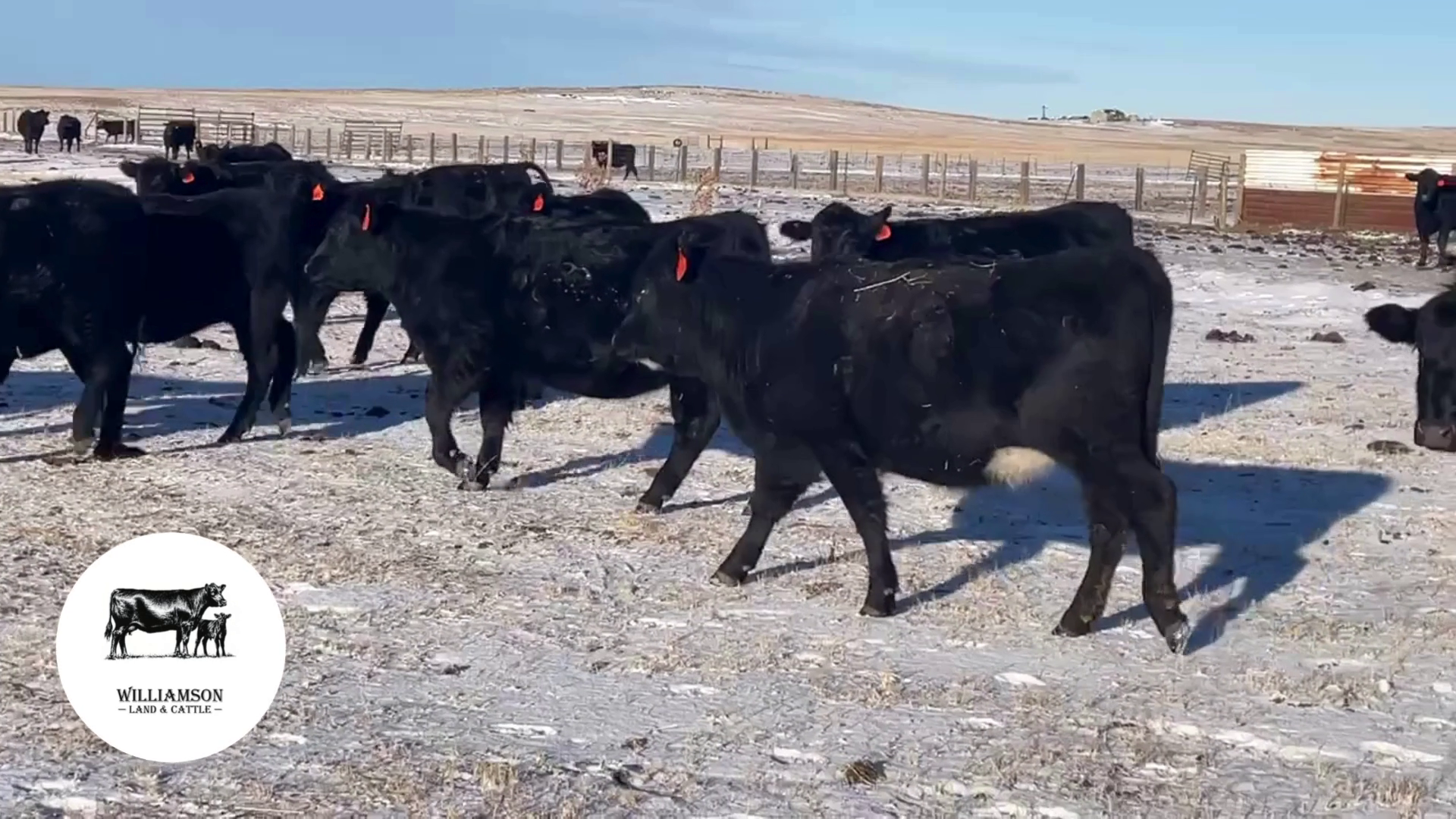 BH1226A-50 hd 2 yr old Black Angus/Black Baldy Bred Heifers-Wyoming